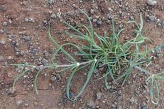 Kohautia amatymbica