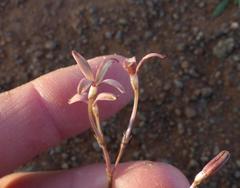 Kohautia amatymbica