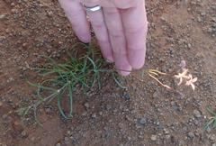 Kohautia amatymbica