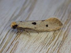 Tinea trinotella