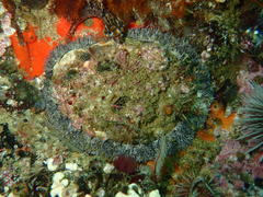 Haliotis midae
