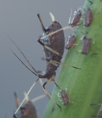 Uroleucon sonchi