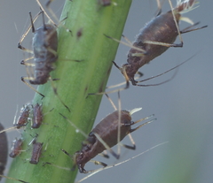 Uroleucon sonchi