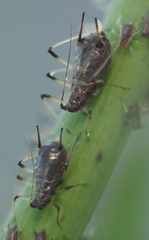Uroleucon sonchi