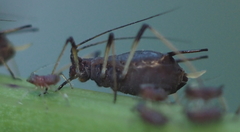 Uroleucon sonchi