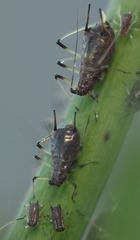 Uroleucon sonchi