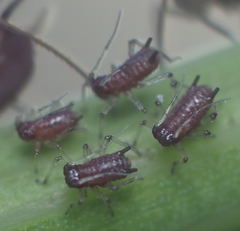 Uroleucon sonchi