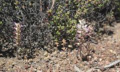 Lachenalia comptonii