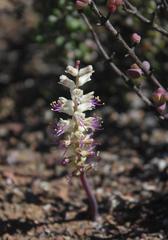 Lachenalia comptonii
