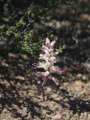 Lachenalia comptonii