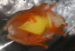 Hyperolius semidiscus