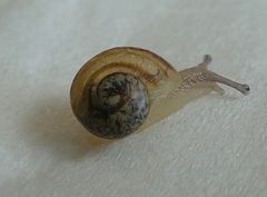 Gastropoda
