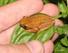 Hyperolius semidiscus