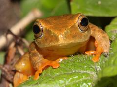 Hyperolius semidiscus