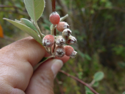 Cotoneaster pannosus