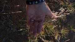 Gladiolus permeabilis edulis