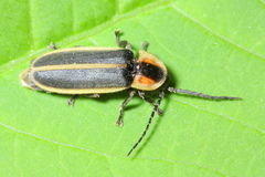 Photinus indictus