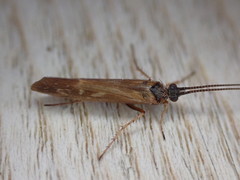 Limnephilus auricula