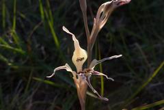 Gladiolus permeabilis edulis