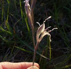 Gladiolus permeabilis edulis