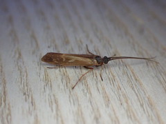 Limnephilus auricula