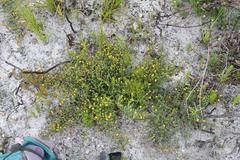 Aspalathus juniperina juniperina