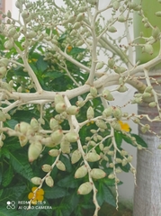 Adonidia