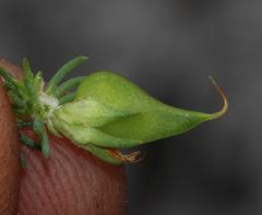 Aspalathus juniperina juniperina