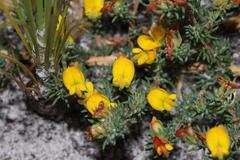 Aspalathus juniperina juniperina