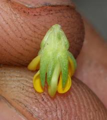 Aspalathus juniperina juniperina