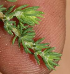 Aspalathus juniperina juniperina