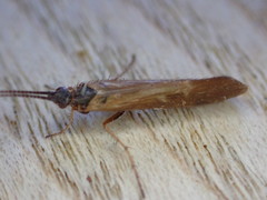Limnephilus auricula