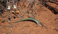 Lachenalia glaucophylla