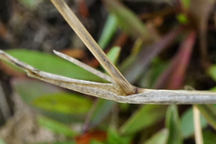 Puccinellia intermedia