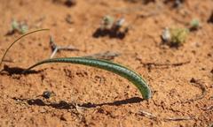 Lachenalia glaucophylla