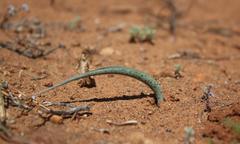 Lachenalia glaucophylla