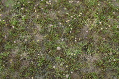 Puccinellia intermedia