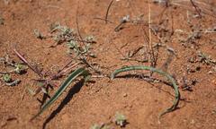 Lachenalia glaucophylla