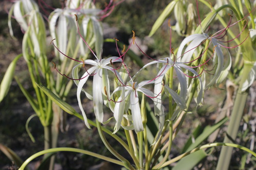 Crinum xerophilum image