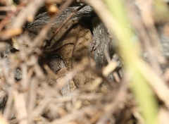 Vipera aspis zinnikeri