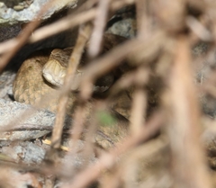 Vipera aspis zinnikeri