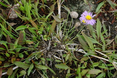 Puccinellia intermedia