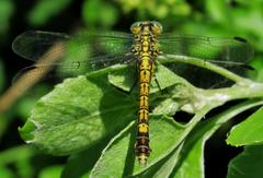 Paragomphus cognatus