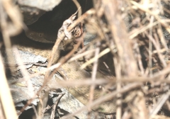 Vipera aspis zinnikeri