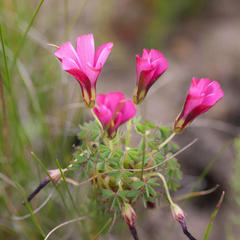 Oxalis heterophylla