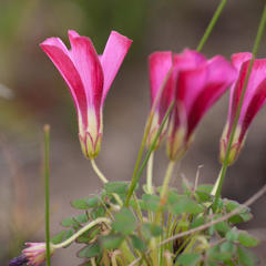 Oxalis heterophylla