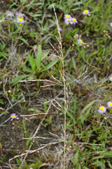 Puccinellia intermedia