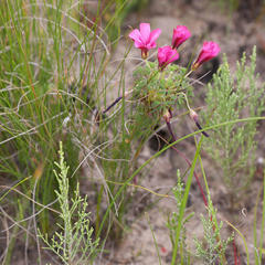Oxalis heterophylla