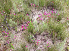 Oxalis heterophylla