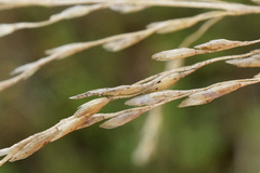 Puccinellia intermedia